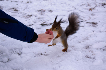 squirrel in the forest takes food from hands