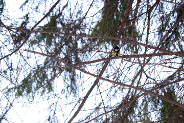  tit bird sits on a branch in the park