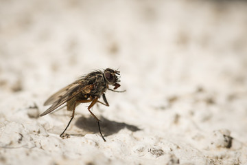 Fliege auf zwei Beinen