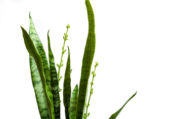 sansevieria buds with nectar drops, closeup of a flower with striped leaves on a white background with copy space.