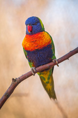 lori lorikeet portrait in nature