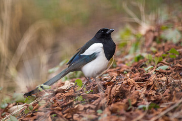 Magpie bird in the nature