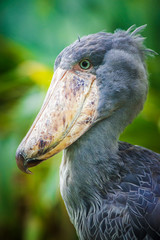 African boatboat portrait in nature