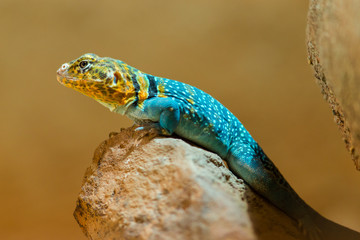 Blue Iguana portrait in nature