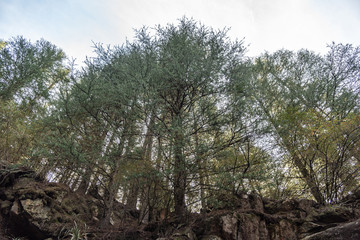 Evergreens in a row being looked from down to the top with a white sky
