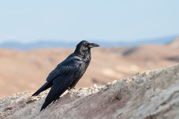 Fototapeta premium Image of a crow take in the Mojave desert in California, near Death Valley.