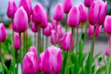 tulip flower in garden