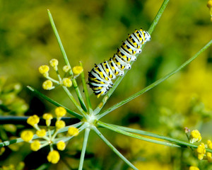 Closeup of a black swallowtail caterpillar feeding on fennel. (papilio polyxenes)  Copyspace.