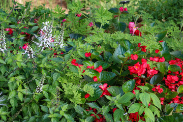 Fototapeta na wymiar Colorful mixed flower border lush with red begonias, citronella plants, and mixed green textures.