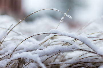 herbes sous la neige