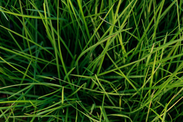 green grass background, full frame