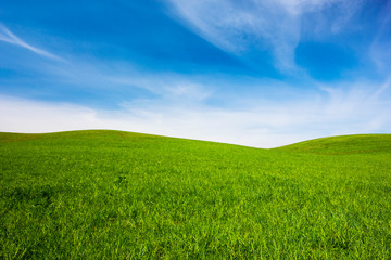 field of green grass and blue sky