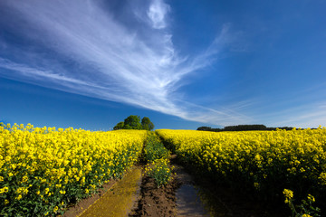 field of oilseed rape