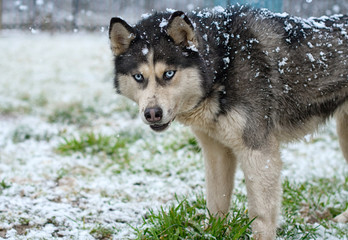 portrait of husky dogs