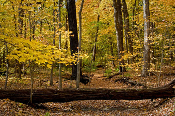 A Midwest woodland in peak autumn colors.