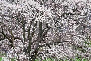 Magnolia trees greet the spring with a beautiful display of brilliant white blossoms.