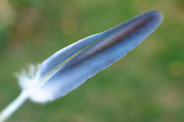 Primer plano de pluma de paloma. 