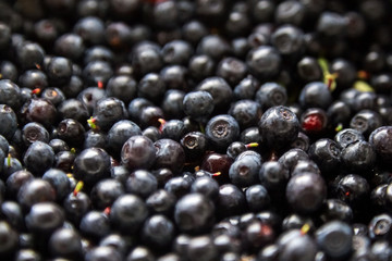 Wild forest berries, heap of bilberries - obrazy, fototapety, plakaty