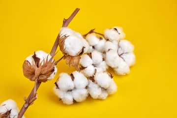 Cotton plant, white cotton flowers on yellow background