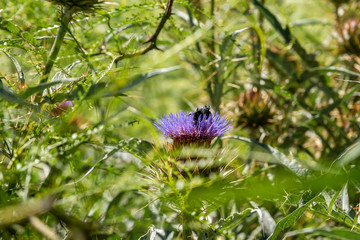 Close up of flowering thistles moving with the wind and a bumble bee collecting pollen
