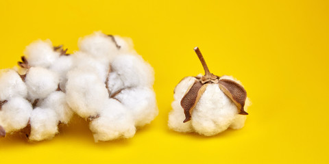 Cotton plant, white cotton flowers on yellow background