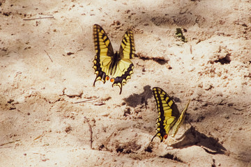 Two yellow butterflies on the sunny sand. Papilio machaon.