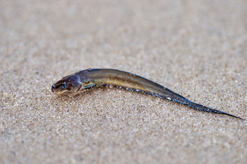 A macro image of a catfish fingerling, which was washed onto the sandy beach, following a major rain event and stormy seas. Strong tides and freshwater inundation, causing unusually rough conditions.
