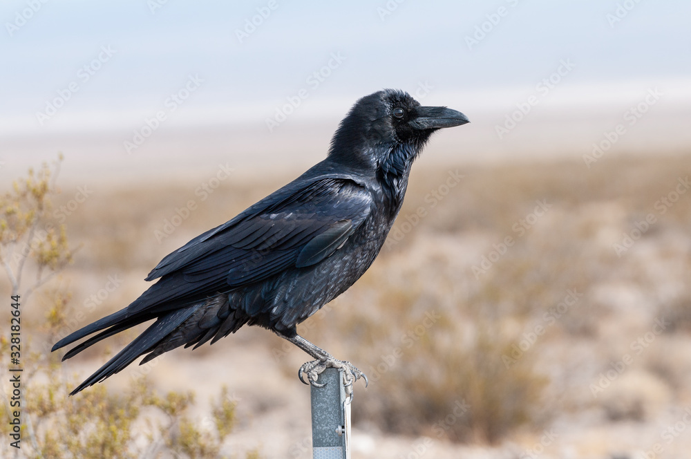 Sticker image of a crow take in the mojave desert in california, near death valley.