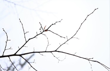 Detailansicht eines Zweigs eines Lindenbaums mit weißem Hintergrund an einem Baum