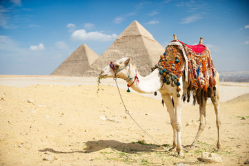 White camel with colorful saddle blankets with tassles standing in front of the Great Pyramids of...