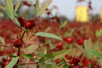 Close up shot of many Hibiscus sabdariffa blossom