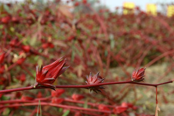 Close up shot of many Hibiscus sabdariffa blossom