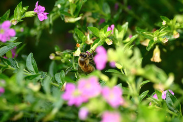 Close up shot of a bee working on the flower