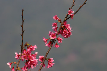 Close up shot of the beautiful cherry blossom
