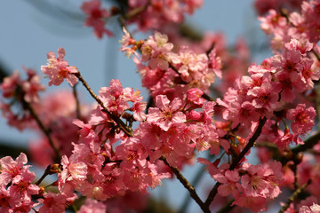 Close up shot of the beautiful cherry blossom