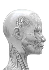 muscle woman id profile in white background side view