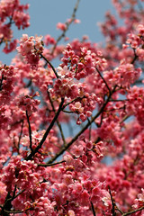 Close up shot of the beautiful cherry blossom