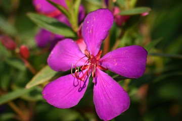 Close up shot of the beautiful Tibouchina heteromalla blossom