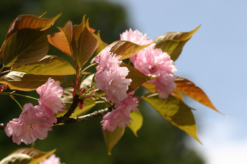 Close up shot of the beautiful cherry blossom with leaves