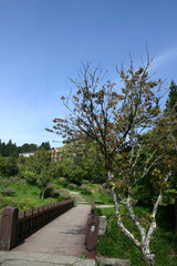 Fototapeta na wymiar Sunny view of the Alishan National Forest Recreation Area