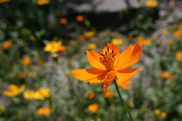 Close up shot of the orange Cosmos sulphureus blossom