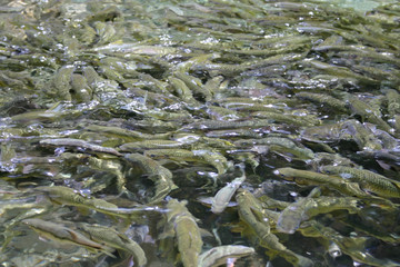 Many fish swimming in the pond of Danaiku Nature Ecological Park