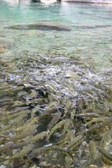 Many fish swimming in the pond of Danaiku Nature Ecological Park