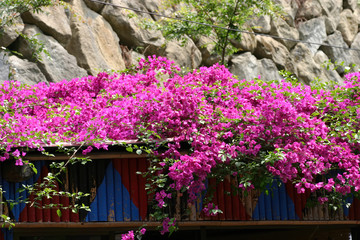 Beautiful purple Bougainvillea blossom in the park