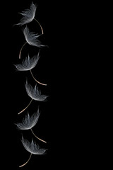 Rows of falling dandelion seed on the black background with copy space for text on the right