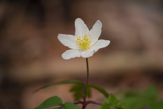Wood anemone (Anemone nemorosa) in shady wood, early spring flower in buttercup family Ranunculaceae