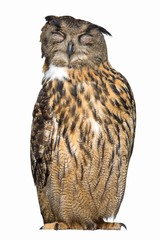 Owl napping isolated on white background ( Bubo Bubo )