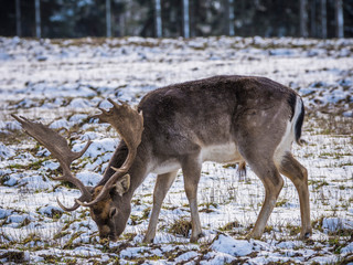 Karlovy Vary, Czech Republic- March 2020: Fallow deer in winter landscape