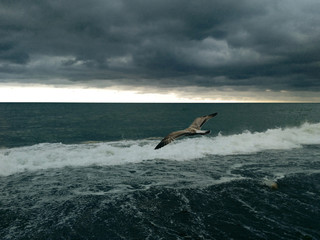 Sea gull soars over the stormy sea off the coast. Low clouds hang over the water. The wave is twisted by a white foam shaft.