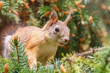 The squirrel sits on a fir branches in the spring. Plant pollen flies in the air around the squirrel.